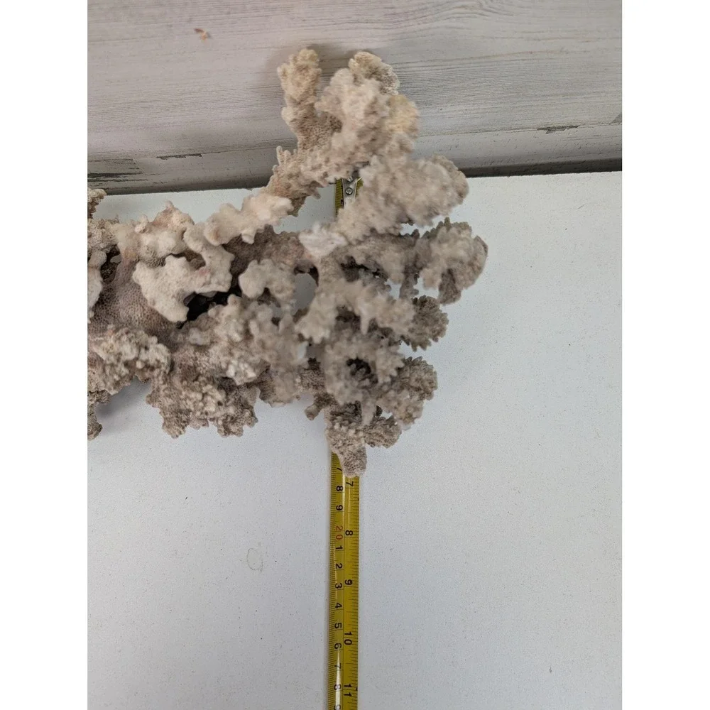 Natural White Coral Specimen Branching Reef Sea Decor Display Coastal Piece